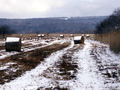 Winteraspekt auf gemähten Schilfflächen südlich des Ammersees