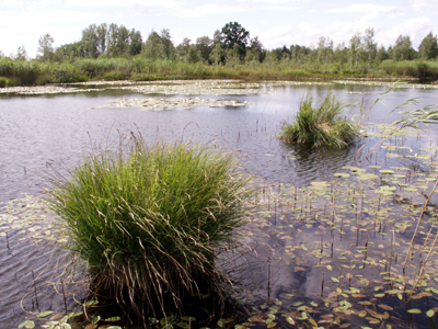 Wiesleitenweiher bei Habach