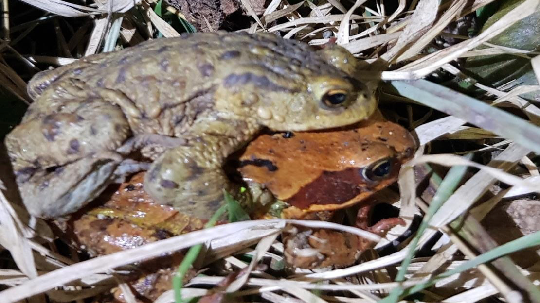 Verwechslung? Erdkröte auf Grasfrosch