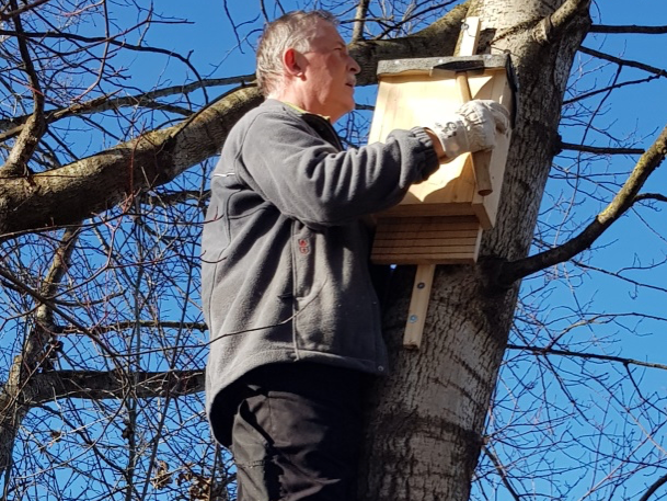 Mann auf Leiter mit Fledemauskasten