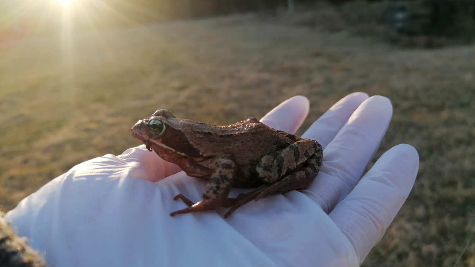 Grasfrosch auf Hand