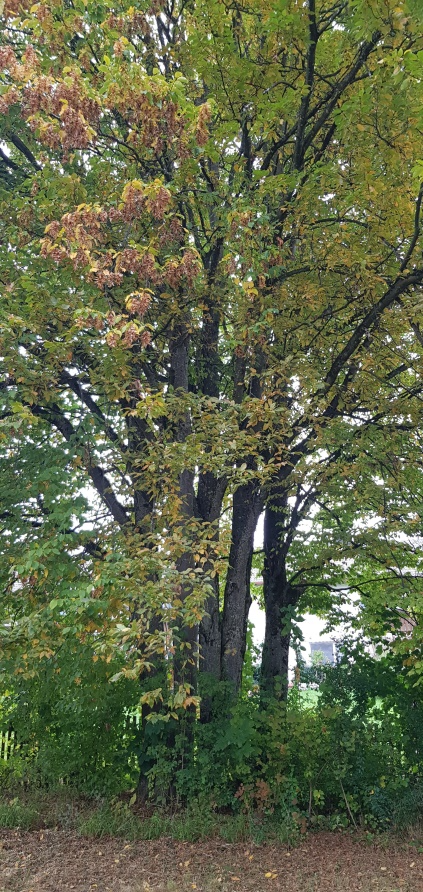 Ursprünglicher Bestand | Foto: Hannelore Jaresch