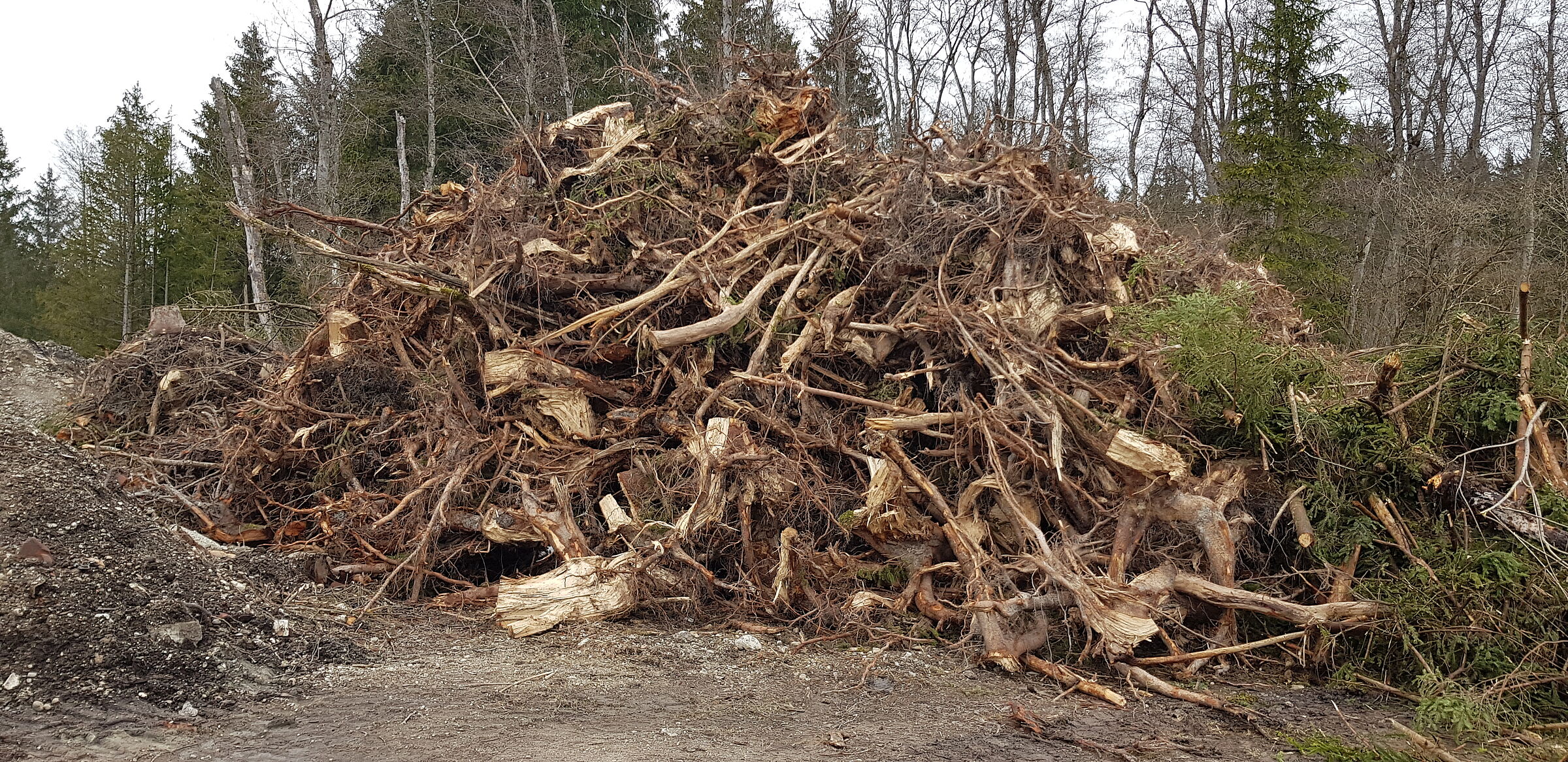 großer haufen "Baumabfall"