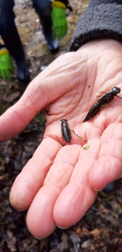 Libellenlarven | Foto: Hans Güntner