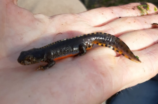 Bergmolch | Foto: Hans Güntner