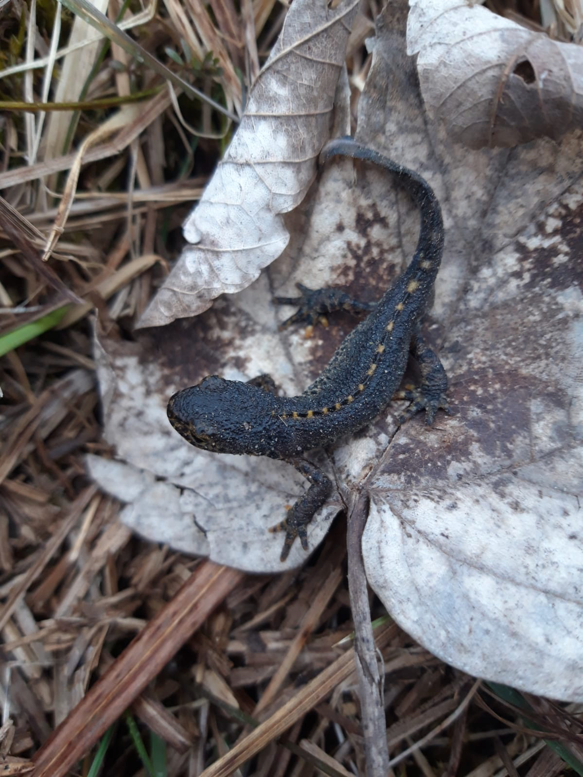 Bergmolch auf Blatt