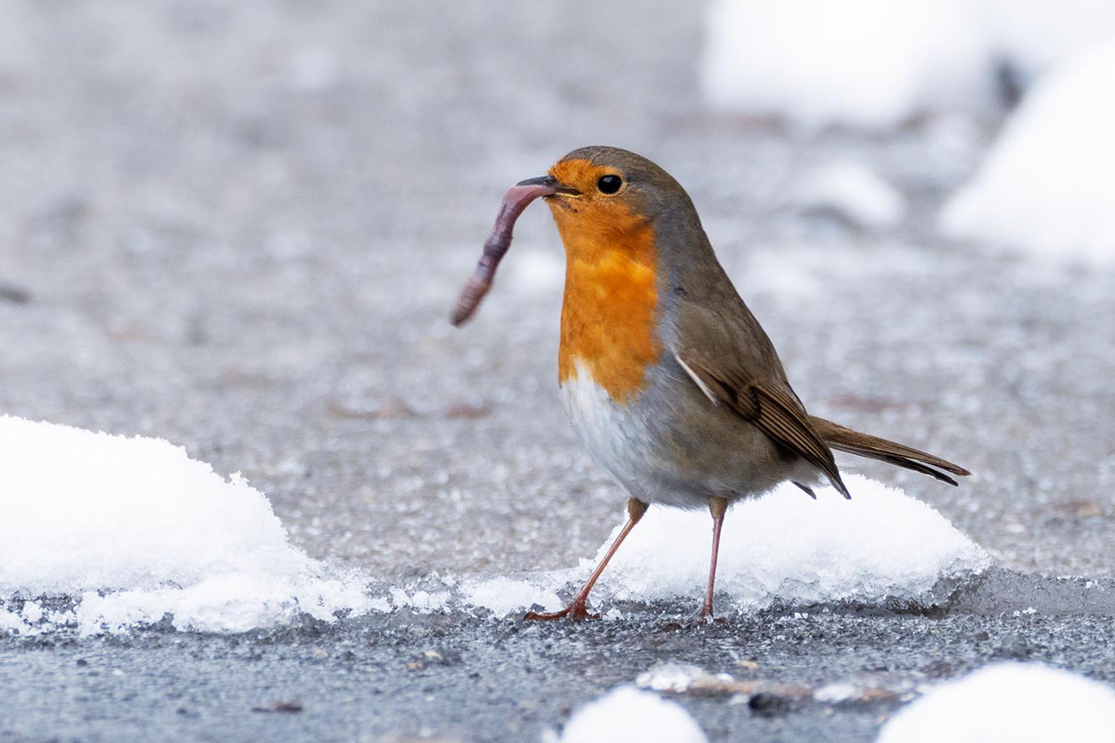 Rotkehlchen im Schnee