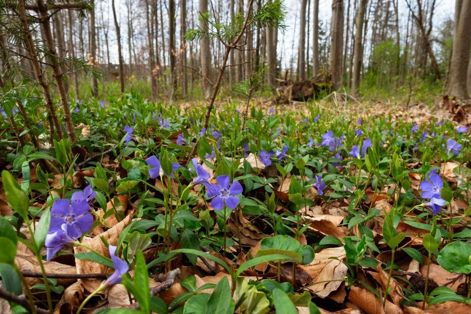 Kleines Immergrün | Foto: Konrad Wothe