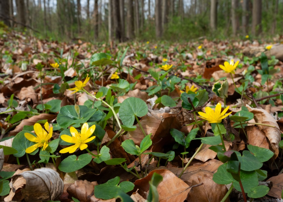 Scharbockskraut | Foto: Konrad Wothe