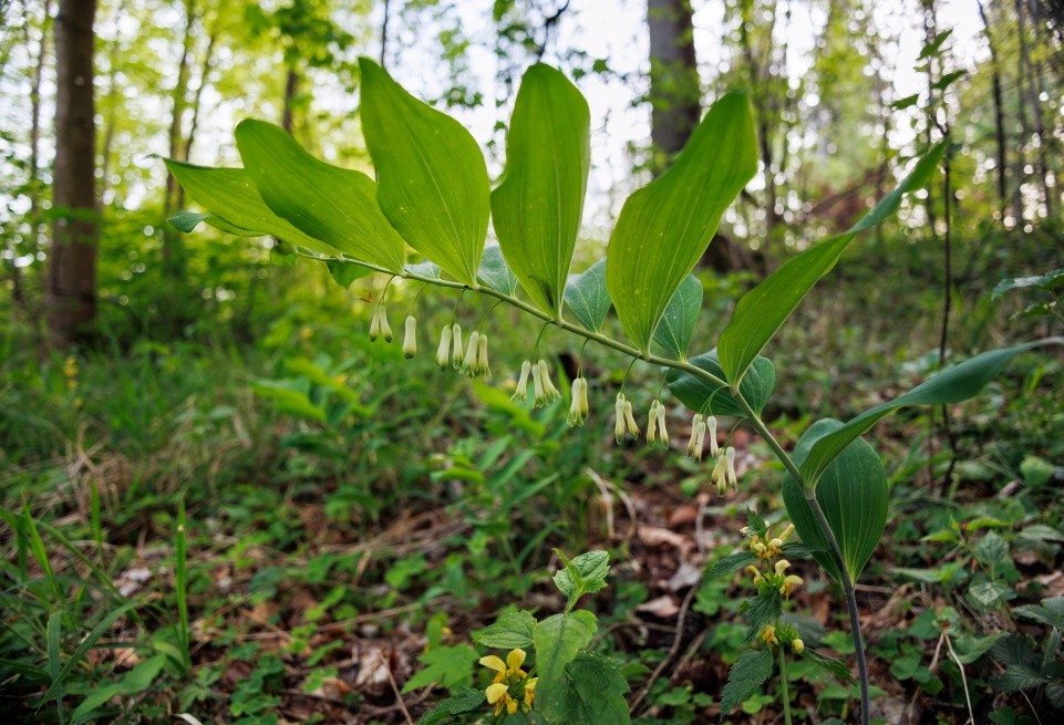 Vielblütiges Salomonssiegel | Foto: Konrad Wothe