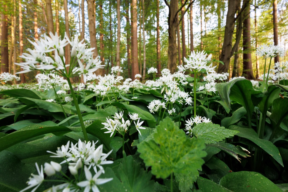 Bärlauch | Foto: Konrad Wothe