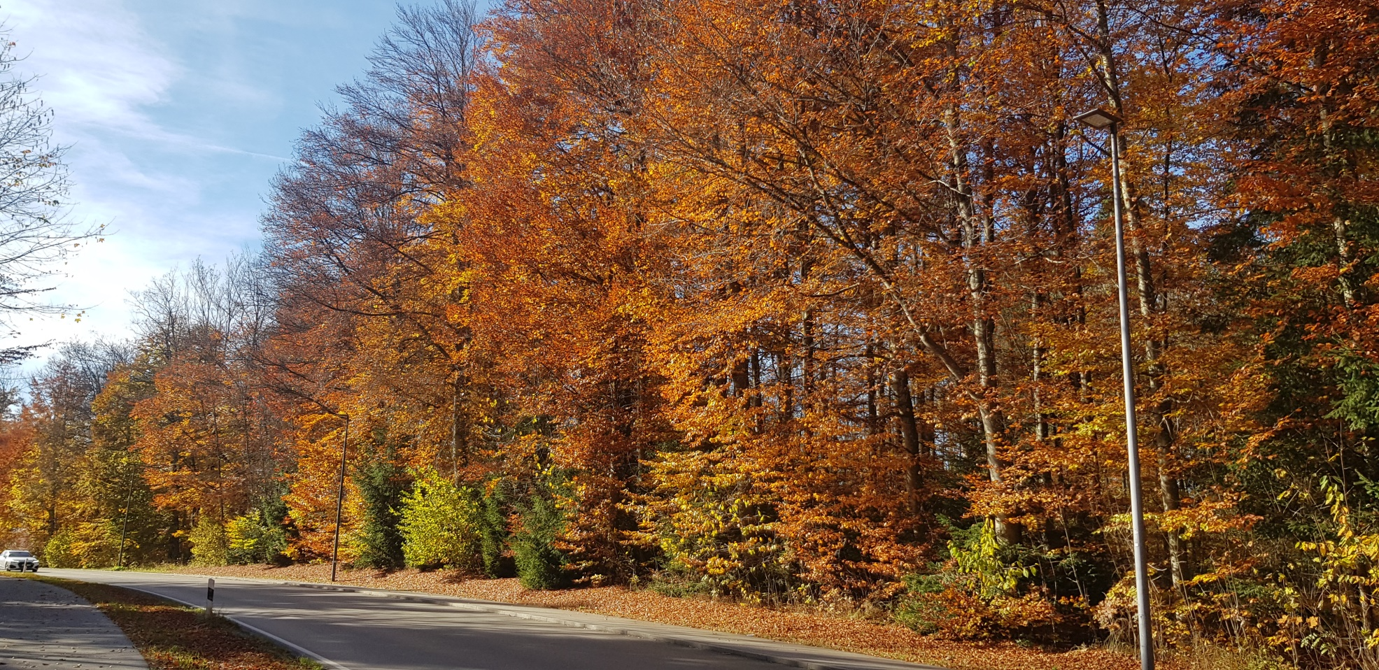 Rotbuchen | Foto: Konrad Wothe