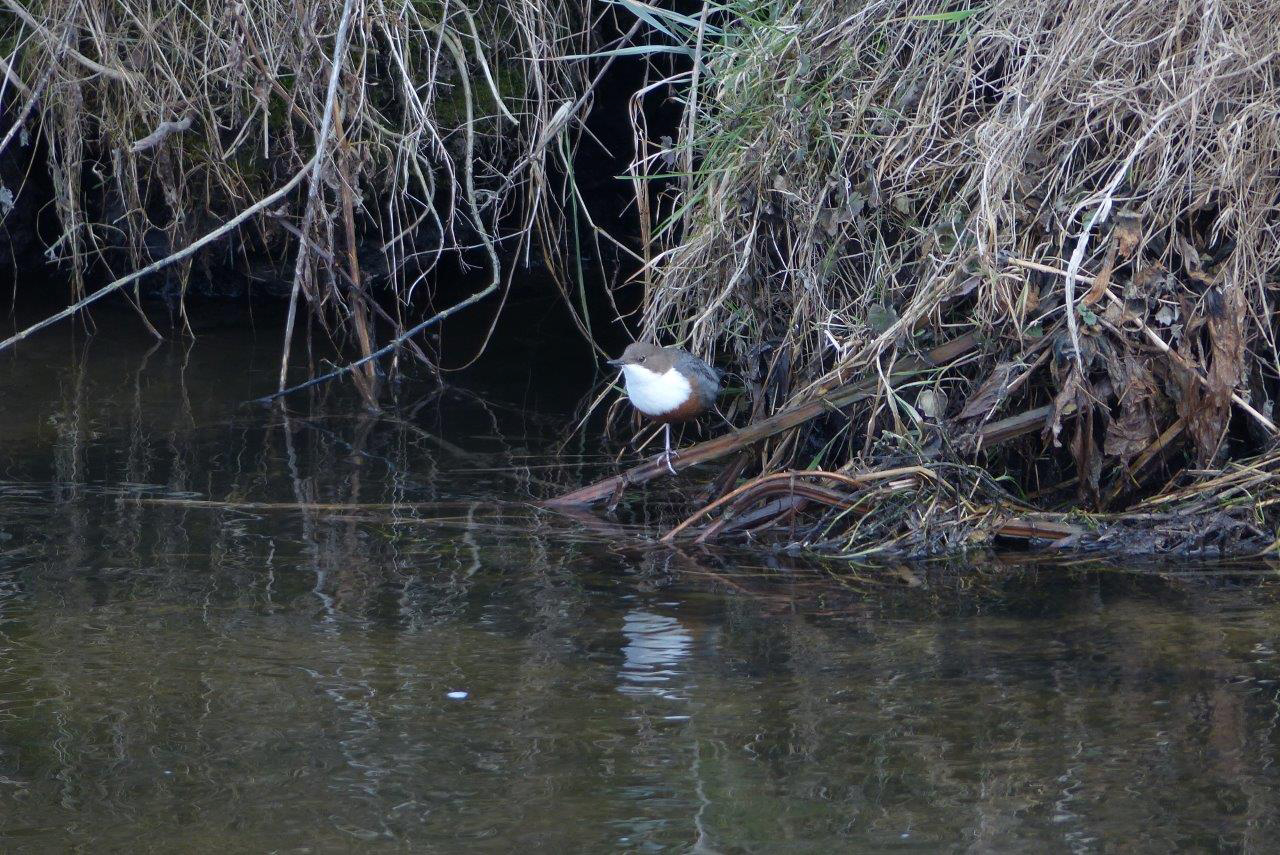 Wasseramsel