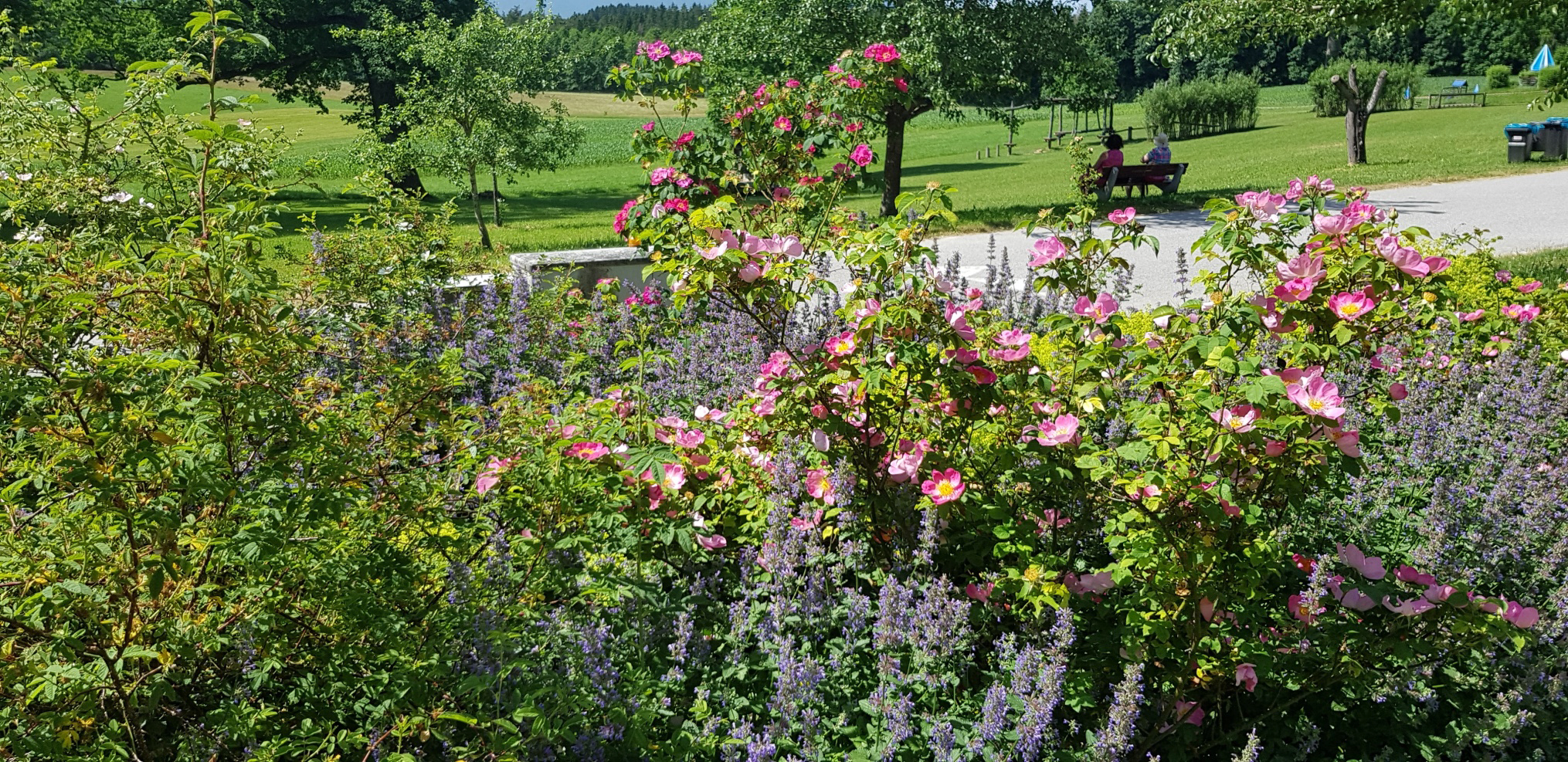 Blick auf die Wiese